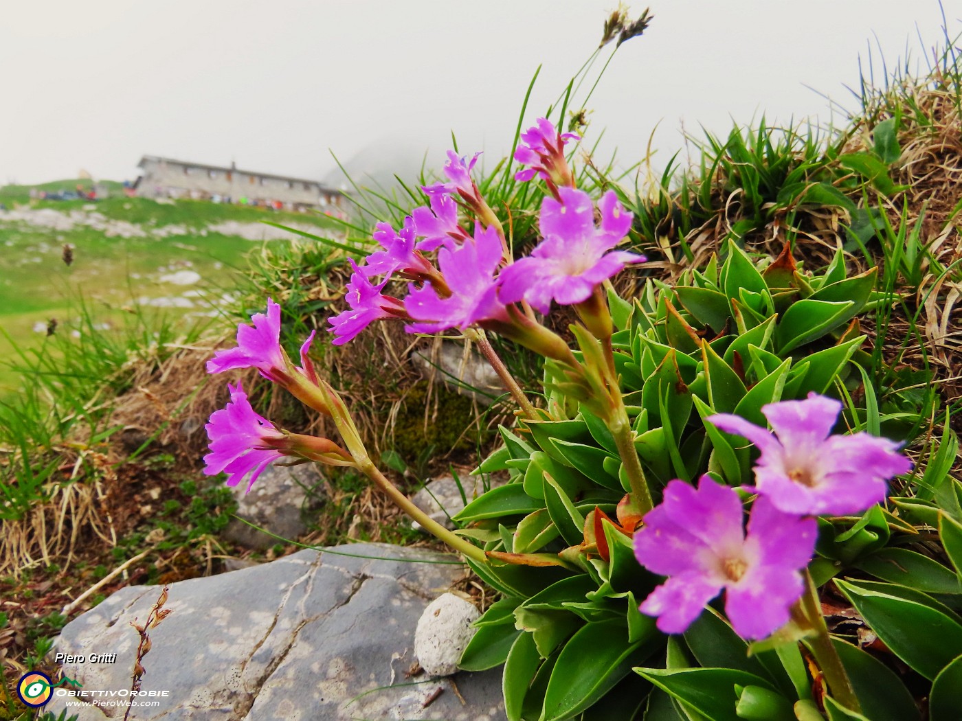 54 Primula glaucescens nei pratoni.JPG